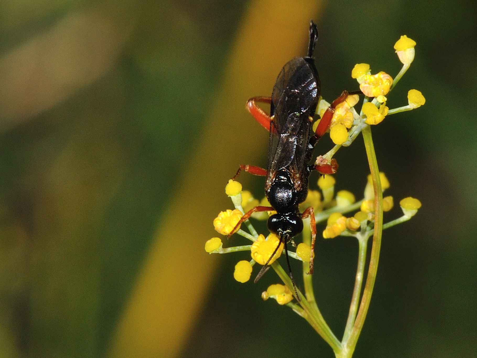 Ichneumonide nero con zampe rosse: Pimpla rufipes
